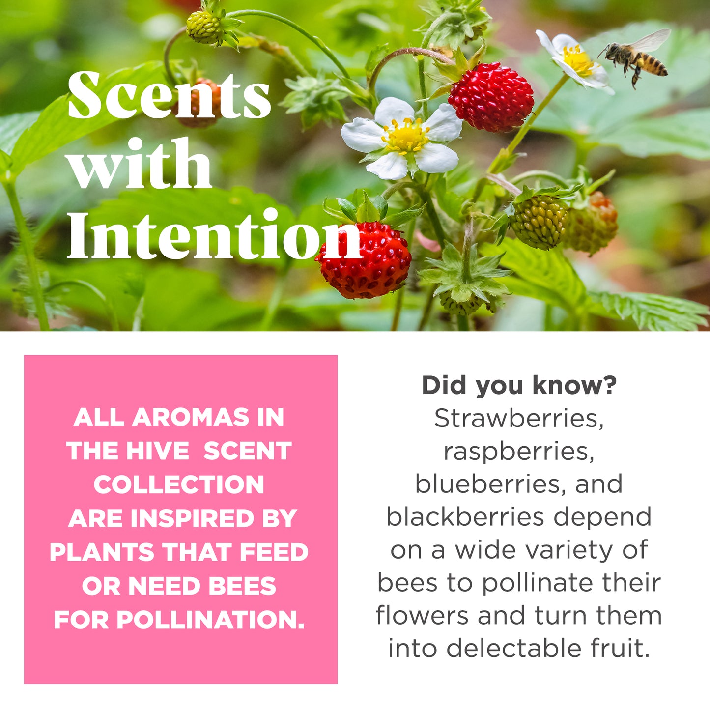Hive Fetch Stick- Wild Berry Scent
