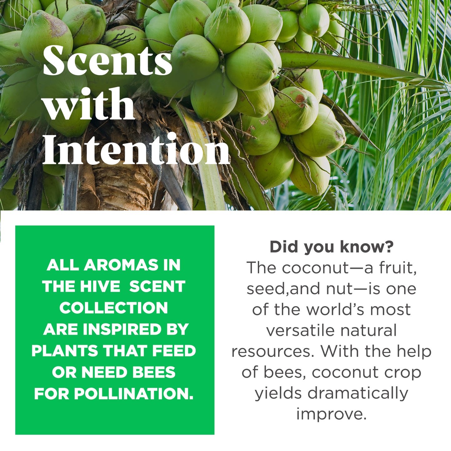 Hive Fetch Stick- Tropical Coconut Scent