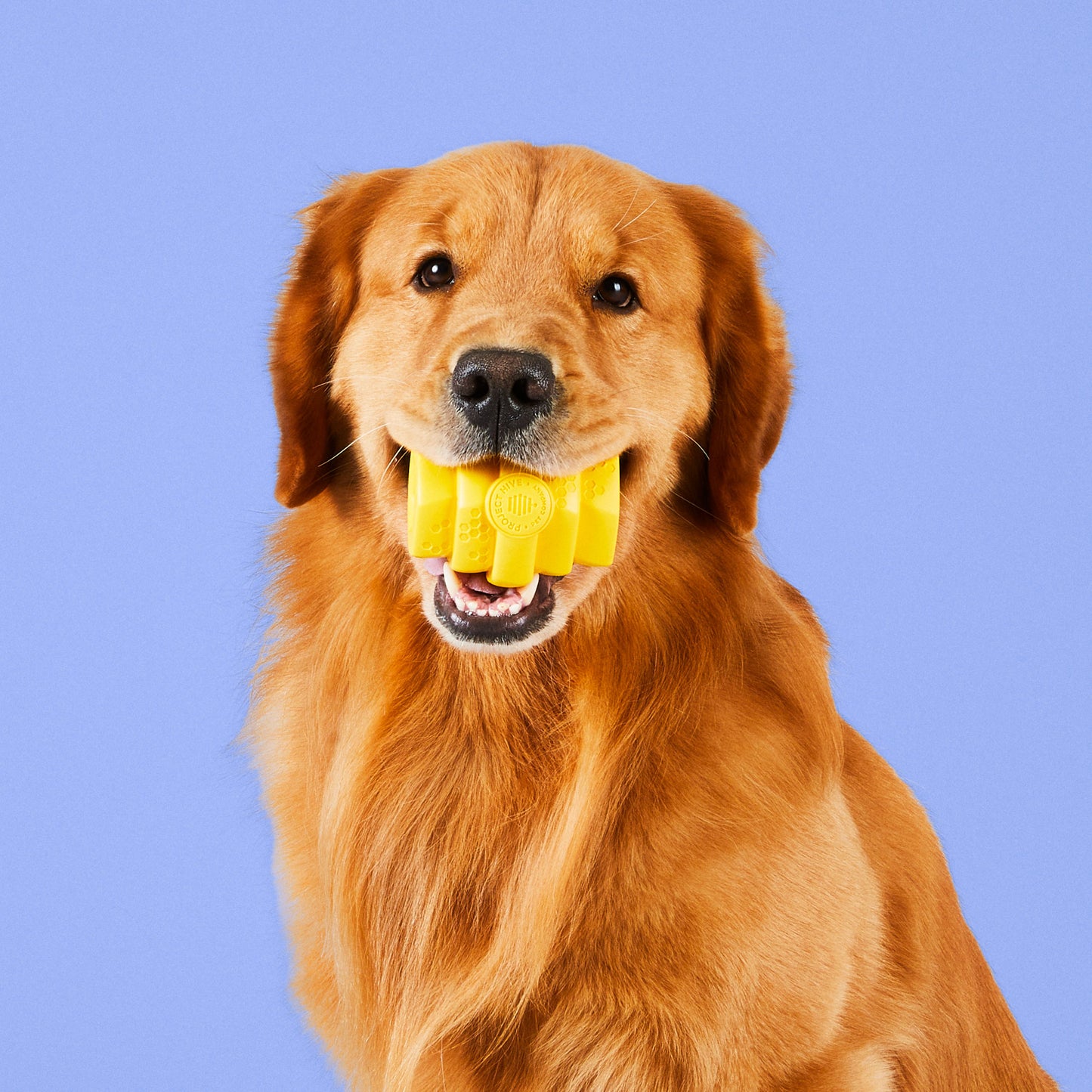 Hive Durable Chew Toy for Large Dogs