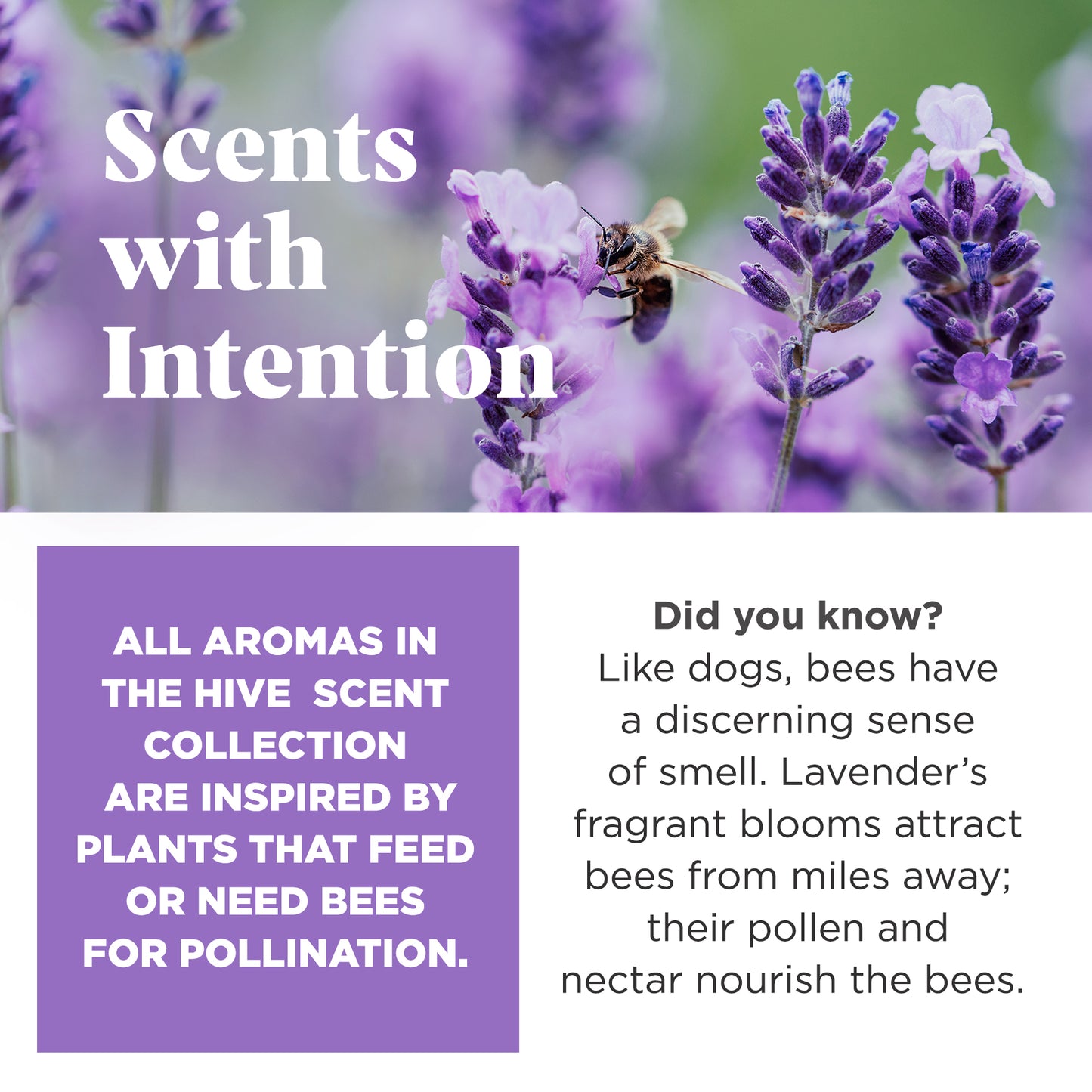 Hive Fetch Stick- Calming Lavender Scent